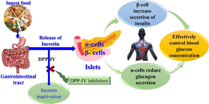Gastric Inhibitory Peptide